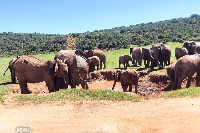 Full Day Private Addo Elephant Safari Min 2 Pax Max 6 Pax - Operational Challenges