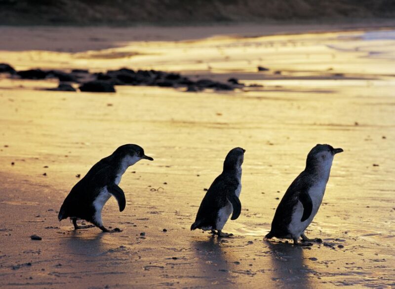 Full-Day Private Australian Wildlife Tour of Phillip Island - Key Points