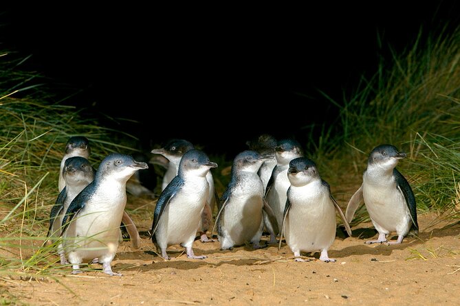 Full-Day Private Australian Wildlife Tour of Phillip Island - Cancellation Policy