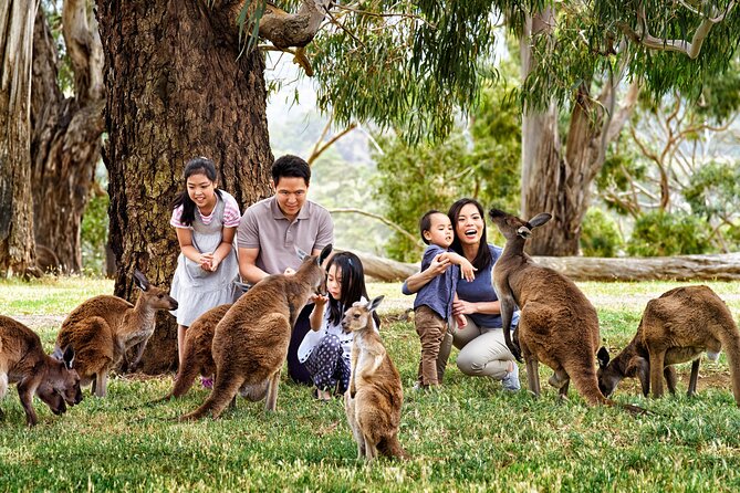 Full-Day Private Australian Wildlife Tour of Phillip Island - Customer Feedback