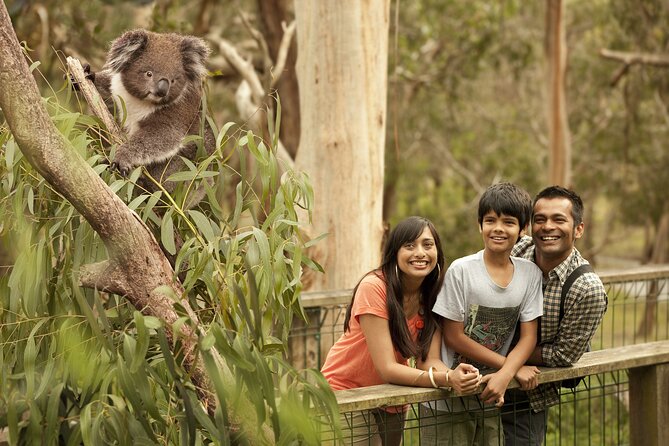 Full-Day Private Australian Wildlife Tour of Phillip Island - Recommendations