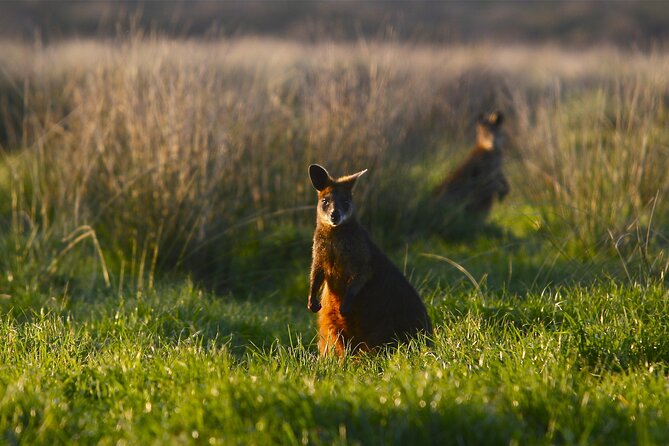 Full-Day Private Australian Wildlife Tour of Phillip Island - Final Thoughts