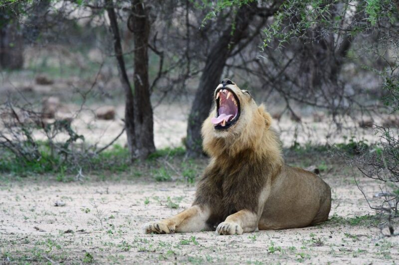Full-Day Private Big 5 Safari in Kruger National Park - Key Points
