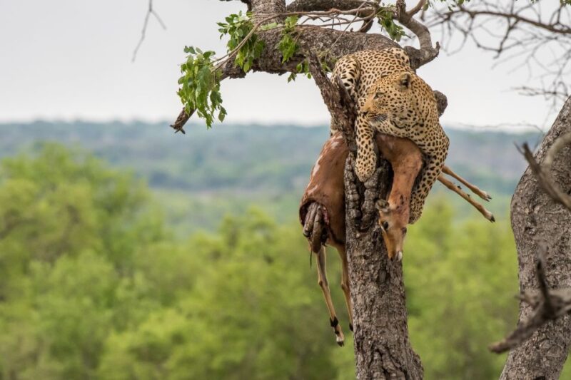 Full-Day Private Big 5 Safari in Kruger National Park - Details