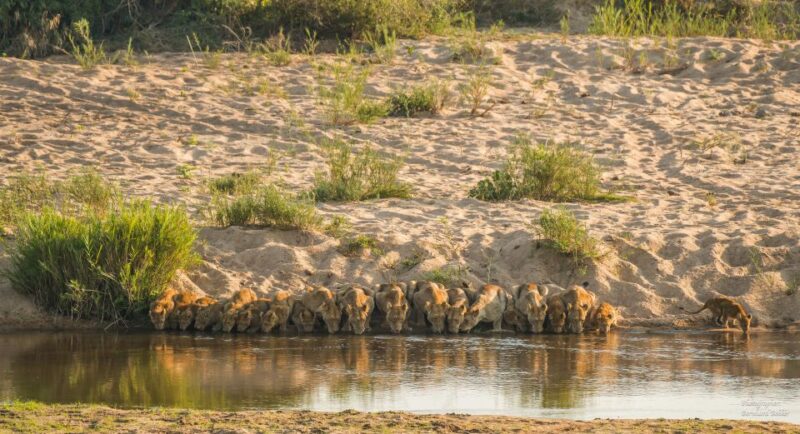 Full-Day Private Big 5 Safari in Kruger National Park - Itinerary