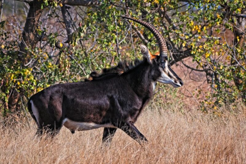 Full-Day Private Big 5 Safari in Kruger National Park - Inclusions