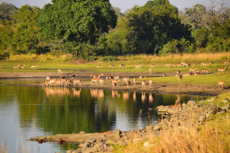 Full-Day Private Big 5 Safari in Kruger National Park - Exclusions