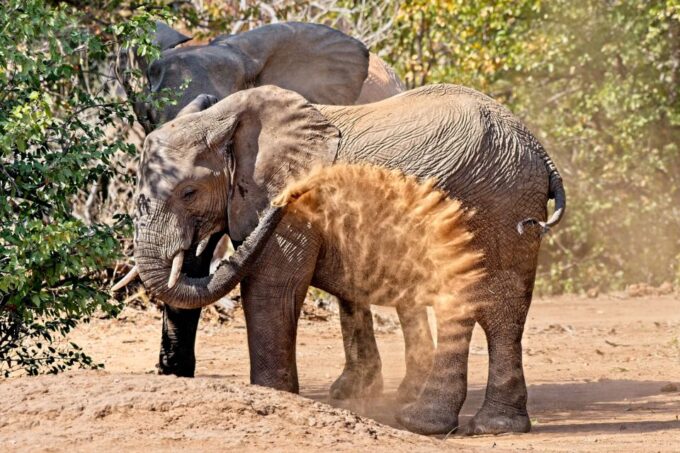 Full-Day Private Big 5 Safari in Kruger National Park - Pickup and Drop-off