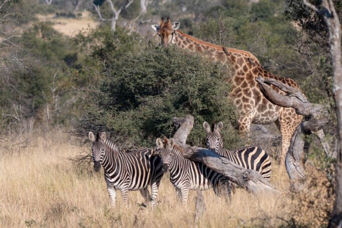 Full-Day Private Big 5 Safari in Kruger National Park - Wildlife Viewing