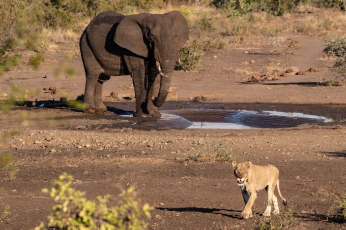 Full-Day Private Big 5 Safari in Kruger National Park - Booking and Pricing