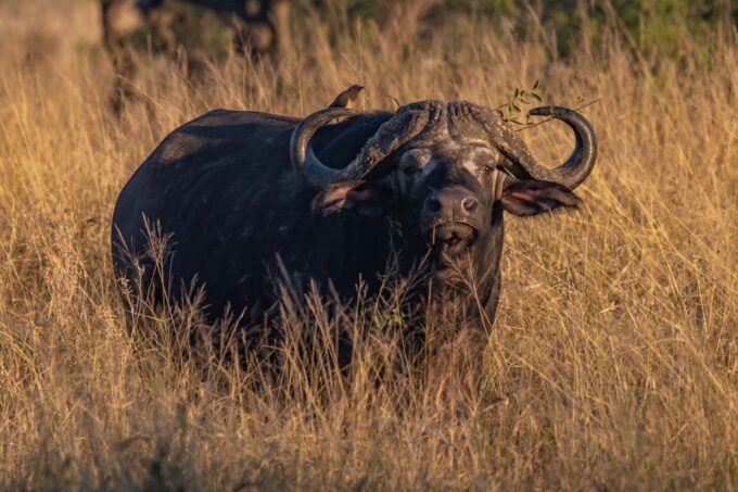 Full-Day Private Big 5 Safari in Kruger National Park - Frequently Asked Questions