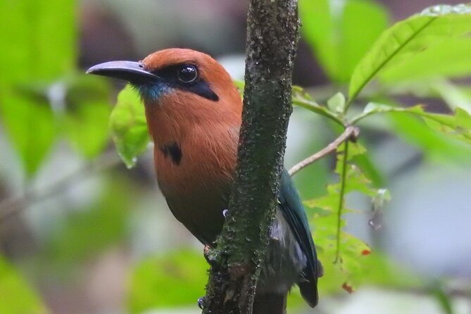 Full Day Private Bird and Nature Sightseeing Tour in Pipe Line - Key Points