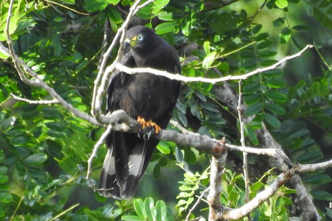 Full Day Private Bird and Nature Sightseeing Tour in Pipe Line - Traveler Experiences and Highlights