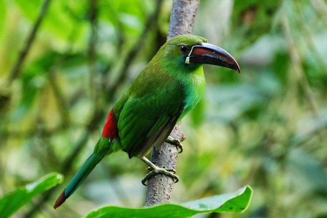 Full-Day Private Birding Tour in La Paz Refuge & Alambi Hummingbird Sanctuary - Birding Highlights