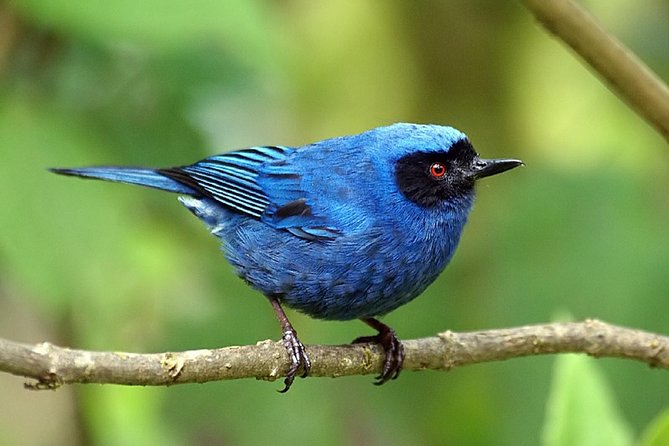 Full-Day Private Birding Tour in La Paz Refuge & Alambi Hummingbird Sanctuary - Interaction With Endemic Birds