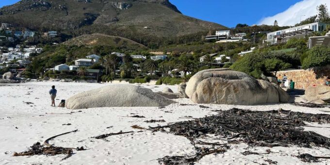 Full-Day Private Cape Town's Most Beautiful Beaches Tour - Tour Experience