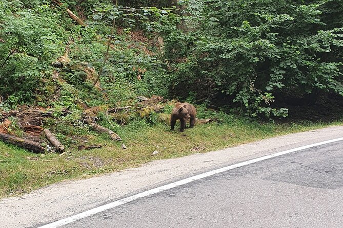 Full-Day Private Carpatian Garden With Draculas Fortress - Wild Brown Bears - Additional Information