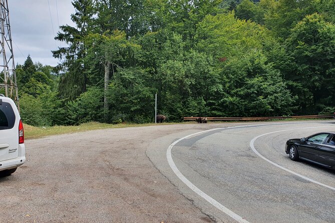 Full-Day Private Carpatian Garden With Draculas Fortress - Wild Brown Bears - Contact for Inquiries