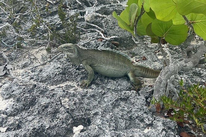 Full Day Private Charter Tour Turks and Caicos - Pickup Information