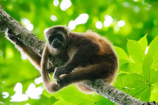 Full Day Private Churute Mangroves Reserve and Cocoa Farm Tour - Key Points