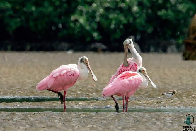 Full Day Private Churute Mangroves Reserve and Cocoa Farm Tour - Traveler Reviews and Feedback