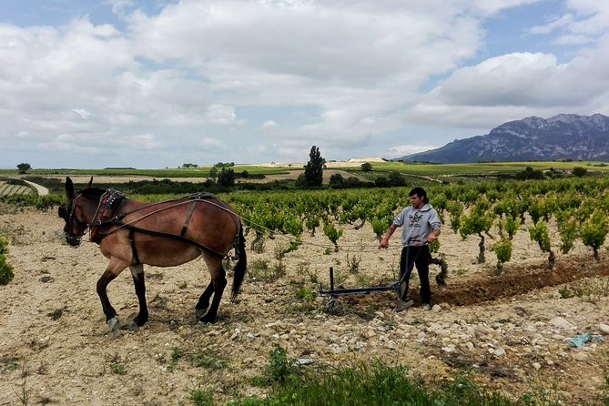Full-Day Private Cultural and Gastronomic Adventure in Rioja - Confirmation and Accessibility