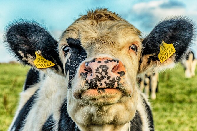 Full Day Private Cultural Tour in Dingle Peninsula - Contact Information