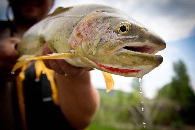 Full Day Private Fly Fishing in Yellowstone - Key Points