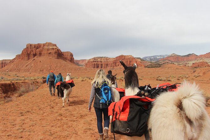 Full-Day Private Guided Llama Hikes - Discover the Joy of Llama Trekking