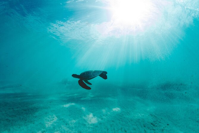 Full Day Private Hire - Single Rider Per Jetski - Snorkeling With Turtles
