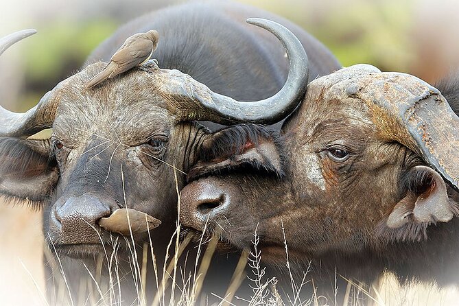 Full Day Private Kruger Park Safari - Safari Inclusions and Amenities