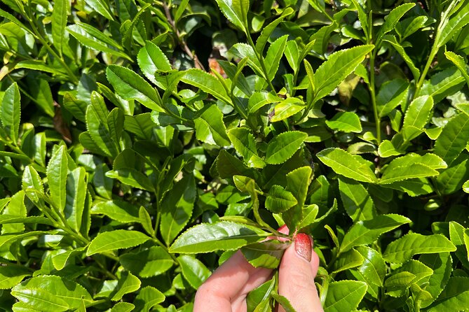 Full Day Private Matcha Experience True Hidden Kyoto - Tea Farm Walk