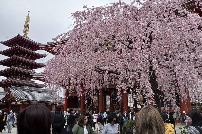 Full-day Private Mount Fuji Tour by Premium Car - Scenic Route