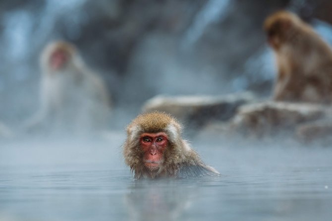 Full-Day Private Nagano Tour: Zenkoji Temple, Obuse, Jigokudani Monkey Park - Recommended Attire and Fitness Level