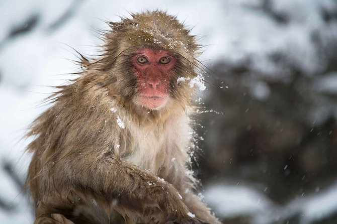 Full-Day Private Nagano Tour: Zenkoji Temple, Obuse, Jigokudani Monkey Park - Booking and Confirmation Process