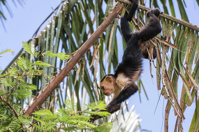 Full-Day Private Nature and Wildlife Tour in Costa Rica - Inclusions and Exclusions