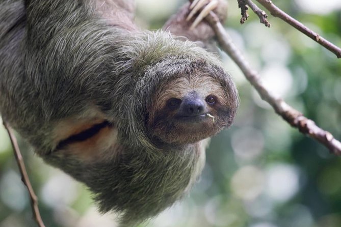 Full-Day Private Nature and Wildlife Tour in Costa Rica - Recap
