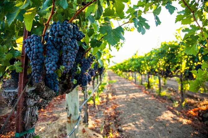 Full-Day Private Oliver & Osoyoos Wine Tour from Kelowna - Key Points