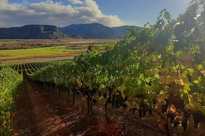 Full-Day Private Oliver & Osoyoos Wine Tour from Kelowna - The Sum Up