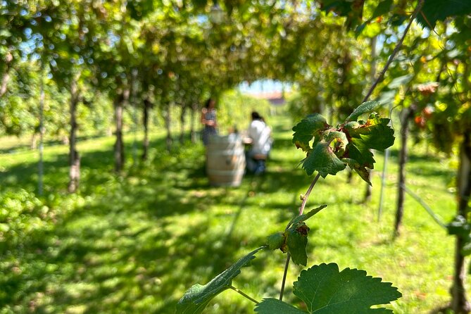 Full-Day Private Prosecco Road Tour All Inclusive From Venice - Conegliano Experience