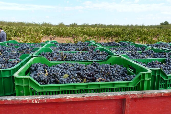 Full Day Private Requena Wineries Premium Tastings - The Valencian Cellar Tours Experience