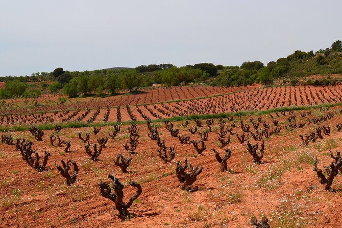 Full Day Private Requena Wineries Premium Tastings - Booking and Cancellation Policy