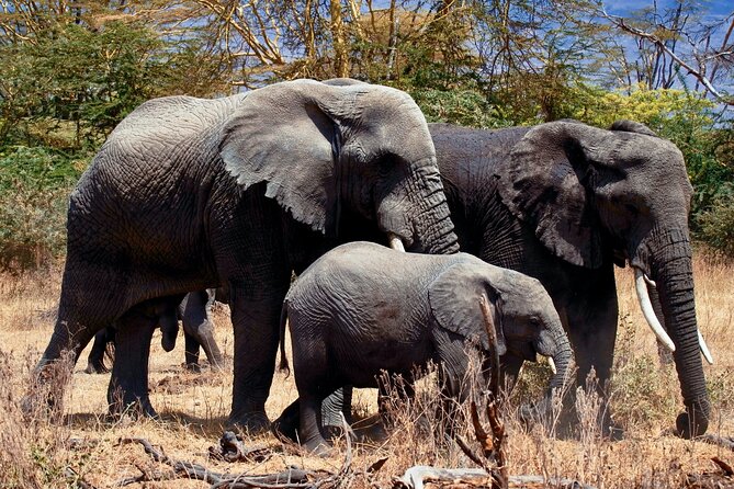 Full Day Private Safari - Tarangire National Park - Key Points