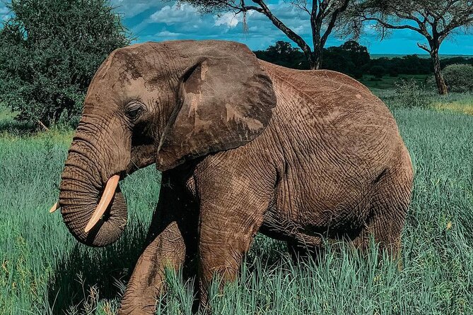 Full Day Private Safari - Tarangire National Park - Pickup Information