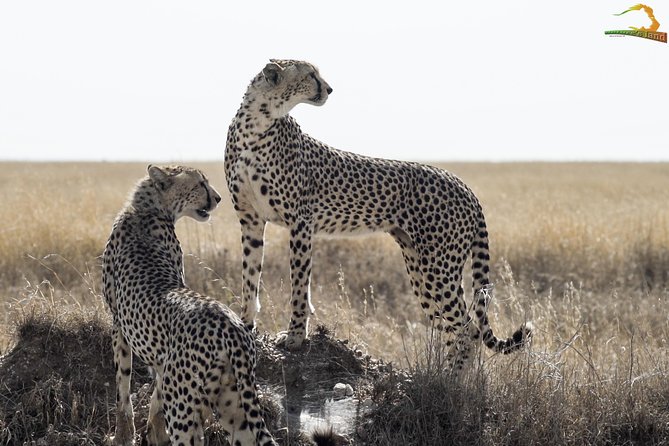 Full-Day Private Serengeti Safari From Mwanza - Included Features