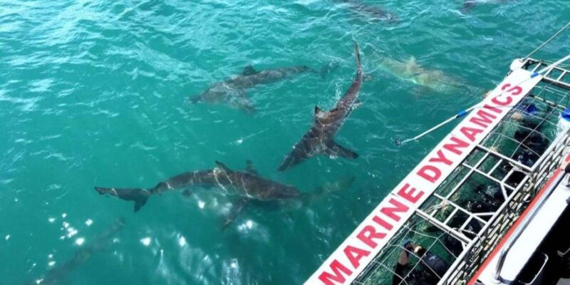 Full Day Private: Shark Cage Diving - Key Points