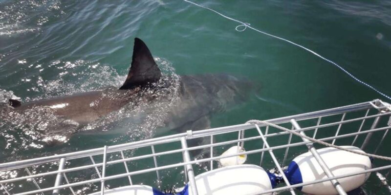 Full Day Private: Shark Cage Diving - Experience Highlights
