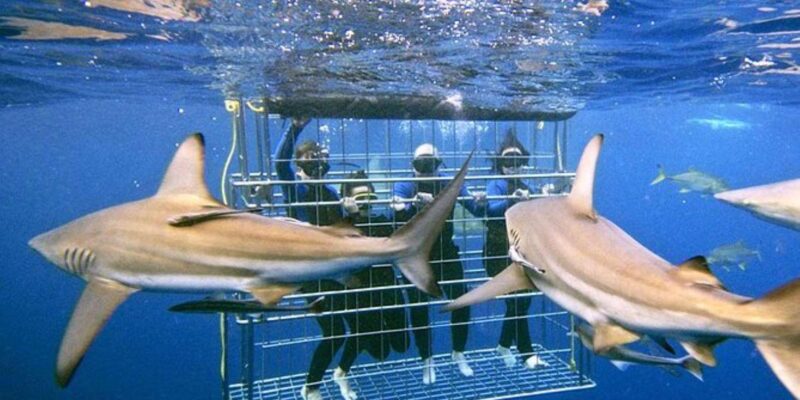 Full Day Private: Shark Cage Diving - Itinerary Details