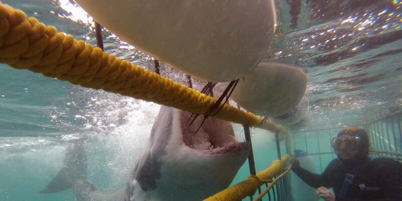 Full Day Private: Shark Cage Diving - Inclusions