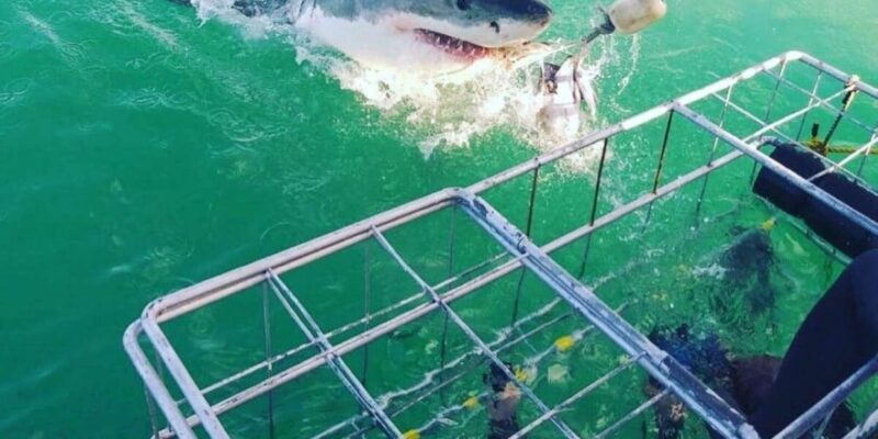 Full Day Private: Shark Cage Diving - Booking and Reservation